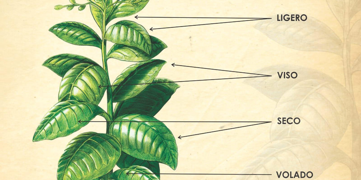 volado tobacco All About Volado Tobacco — Smoke Master Cigars
