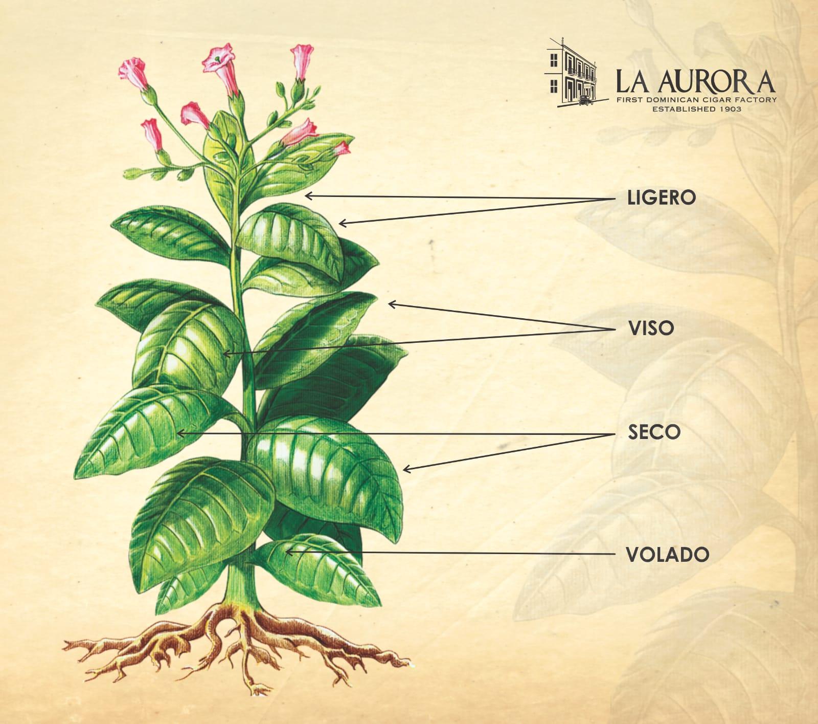 All About Volado Tobacco - Smoke Master Cigars