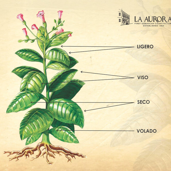 All About Volado Tobacco - Smoke Master Cigars